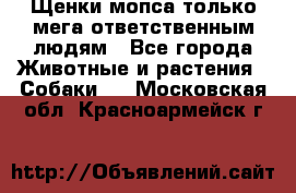 Щенки мопса только мега-ответственным людям - Все города Животные и растения » Собаки   . Московская обл.,Красноармейск г.